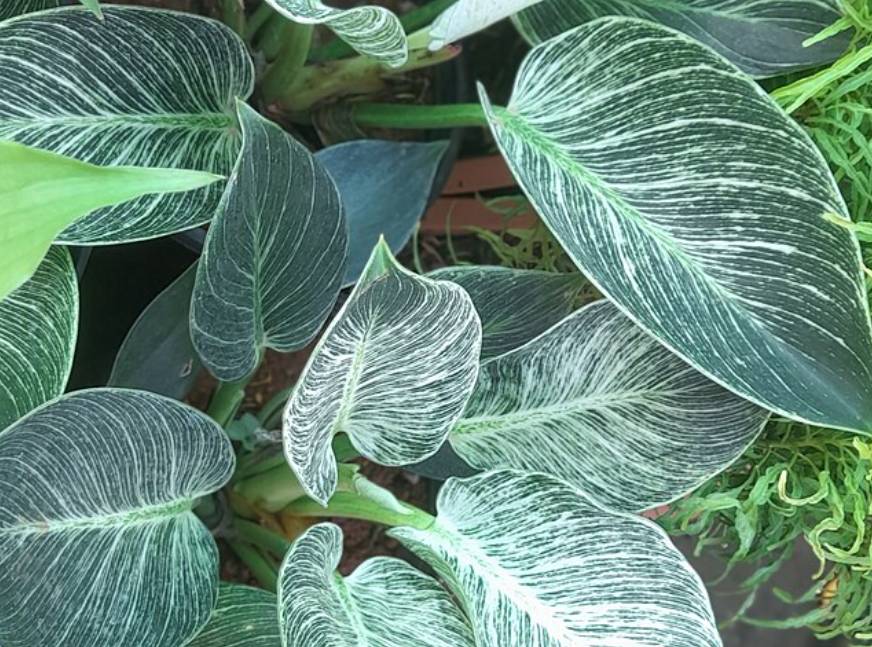 potret philodendron birkin (commons.wikimedia.org/Yercaud-elango)